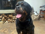 Chien Rottweiler de 10 ans à adopter