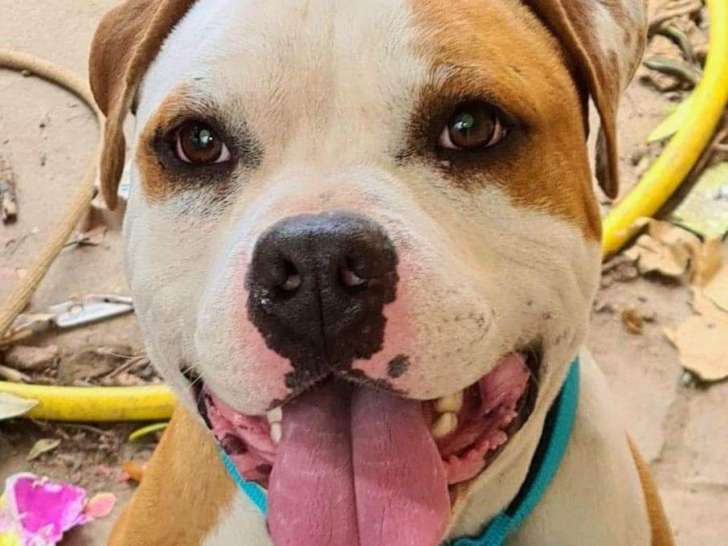 Chien Staffie de 4 ans à donner