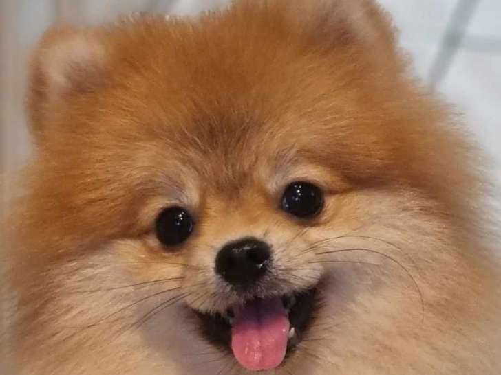 Magnifique mini Spitz Poméranien de pure race à vendre