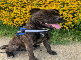 Mâle Staffordshire Bull Terrier disponible pour saillie