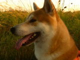 Mâle Shiba Inu disponible pour saillie