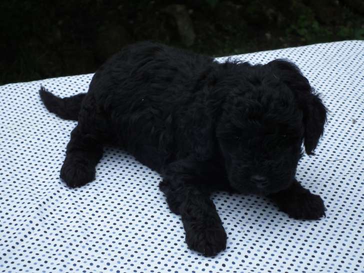 Adorables chiots Caniches à vendre