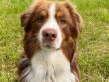 De type Berger Australien disponible pour saillie