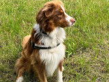 De type Berger Australien disponible pour saillie