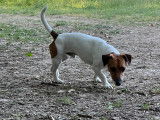 Mâle Jack Russell disponible pour saillie