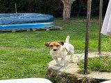 Mâle Jack Russell disponible pour saillie