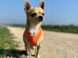 Mâle Chihuahua disponible pour saillie