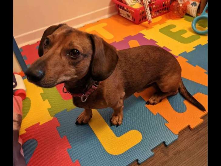 Chien adulte de type Teckel Mâle à vendre