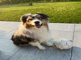 Berger Australien bleu merle disponible pour saillie