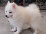 Un chiot m&acirc;le Spitz Japonais &agrave; la vente (LOF)