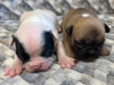 2 chiots mâles Bouledogues Français LOF à réserver