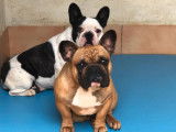2 chiots mâles Bouledogues Français LOF à réserver