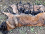 6 chiots Bergers Belges Tervuerens LOF à réserver