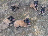 6 chiots Bergers Belges Tervuerens LOF à réserver