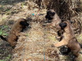 6 chiots Bergers Belges Tervuerens LOF à réserver