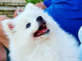 Deux chiots Spitz Japonais LOF &agrave; vendre
