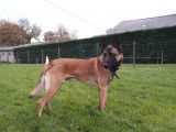 Un chien adulte Berger Belge Malinois LOF &agrave; la vente