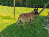 Un chien adulte Berger Belge Malinois LOF &agrave; la vente