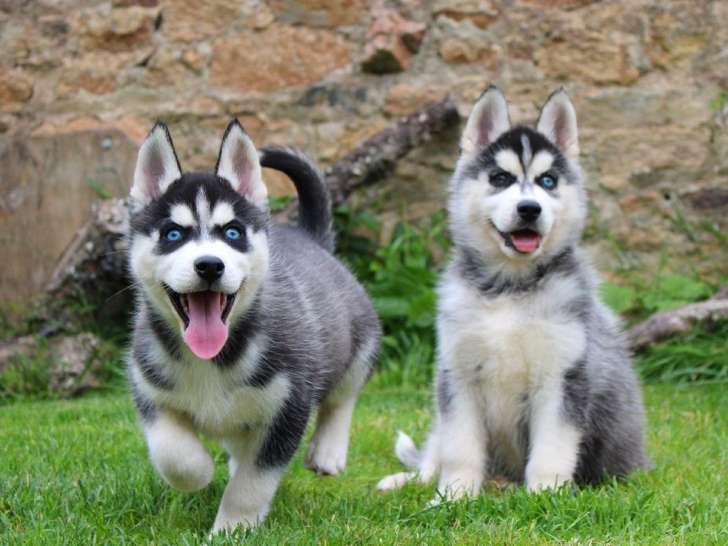 2 chiots mâles Huskies de Sibérie à acheter (LOF)