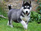 2 chiots mâles Huskies de Sibérie à acheter (LOF)