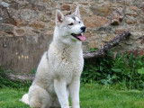 2 chiots mâles Huskies de Sibérie à acheter (LOF)