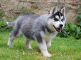 2 chiots mâles Huskies de Sibérie à acheter (LOF)