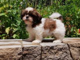 Des chiots Shih Tzu non LOF disponibles &agrave; la vente