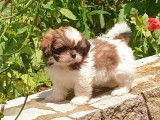 Des chiots Shih Tzu non LOF disponibles &agrave; la vente