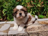 Des chiots Shih Tzu non LOF disponibles &agrave; la vente