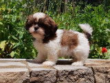 Des chiots Shih Tzu non LOF disponibles &agrave; la vente