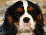 Des chiots Cavaliers King Charles LOF à réserver