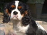 Des chiots Cavaliers King Charles LOF à réserver