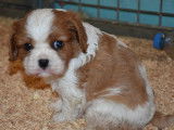 Des chiots Cavaliers King Charles LOF à réserver