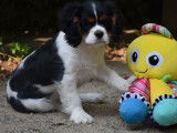 Des chiots Cavaliers King Charles LOF à réserver