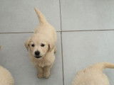 Des chiots Golden Retrievers à vendre