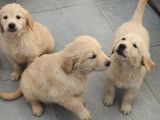 Des chiots Golden Retrievers à vendre
