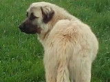 Des chiots Bergers de Kangal LOF disponibles à la vente