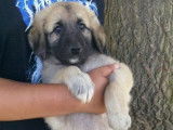 Des chiots Bergers de Kangal LOF disponibles à la vente
