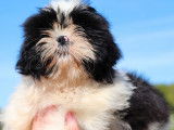 Chiot mâle Shih Tzu LOF à vendre