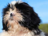 Chiot mâle Shih Tzu LOF à vendre