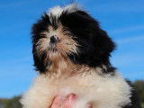 Chiot mâle Shih Tzu LOF à vendre