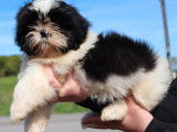 Chiot mâle Shih Tzu LOF à vendre