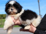 Chiot mâle Shih Tzu LOF à vendre