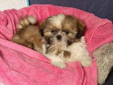 6 chiots Shih Tzu LOF &agrave; vendre
