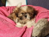 6 chiots Shih Tzu LOF &agrave; vendre