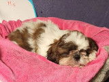 6 chiots Shih Tzu LOF &agrave; vendre