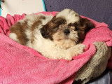 6 chiots Shih Tzu LOF &agrave; vendre