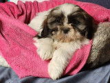 6 chiots Shih Tzu LOF &agrave; vendre