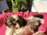 6 chiots Shih Tzu LOF &agrave; vendre