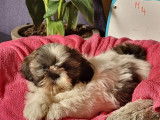 6 chiots Shih Tzu LOF &agrave; vendre